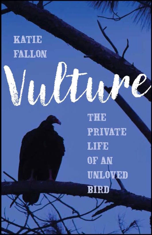 Why You Should Love Vultures Part 1: Misunderstood until it was almost too  late - News - Wild Life Vets International