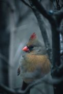 close up of a female cardinal sitting on a branch