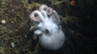 underwater picture of a mother octopus, pale and guarding her babies