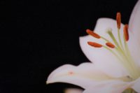 a single white lily against a dark background
