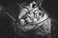 black and white close up of a rabbit with it's nose pushed up against a chainlink fence