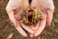two hand cradling a fresh chestnut still in its husk