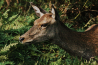 close up of the head of a brown doe with a backrgound of green ferns