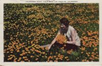 an old postcard of a woman picking yellow flowers in a field full of them. the caption reads "California Poppy Field near Los Angeles California"