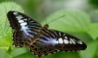 black butterfly with white and blue markings, resting on a green leaf