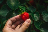 a hand holding a single ripe strawberry over green foliage