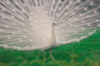 a white peacock with it's tail feathers unfurled, starting in green grass