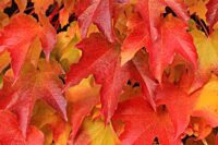 close up of bright red fall leaves, with hints of yellow