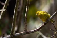 a yellow warbler perched on a leafless tree branch