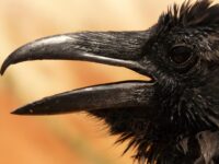 close up of a raven's eye and beak, open in mid call