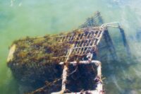 a grocery cart, submerged in water and partially covered in sea grass