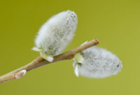 close up of two musk willow blossoms against a vibrant spring green backdrop