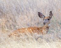 a doe laying in grass. her ears are alert. the long pale winter grass nearly hides her body from view.
