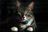 close up of a tabby cat with bright green eyes and a light blue collar against a dark background